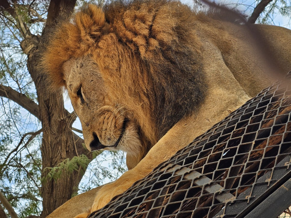 Combiné Parc des Lions et Réserve de Bandia