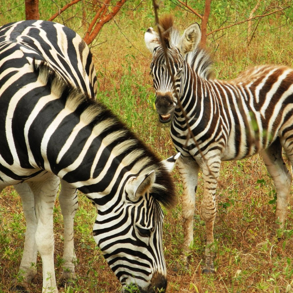 Safari à la Réserve de Bandia